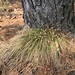 Carex callitrichos nana - Photo (c) Yanghoon Cho, all rights reserved, uploaded by Yanghoon Cho