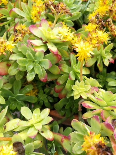 Palmer's Sedum