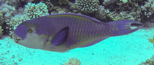 Steephead Parrotfish — seen at this dive site