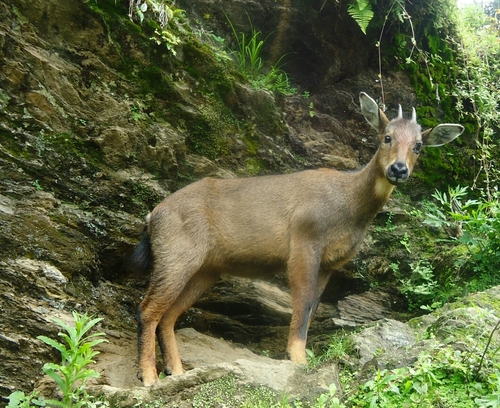 Grey Himalayan Goral (Naemorhedus goral) · iNaturalist