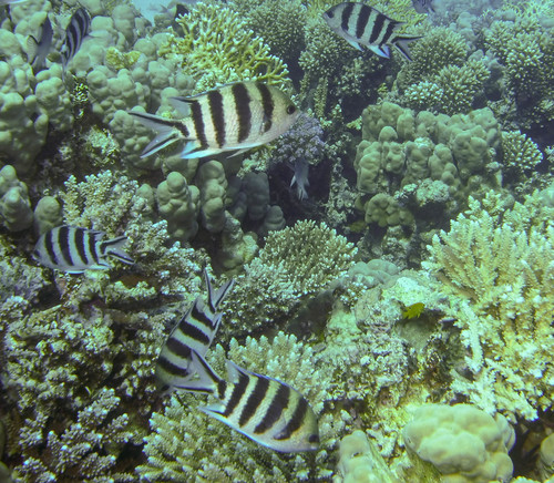 Scissortail Sergeant — seen at this dive site