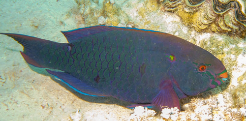 Swarthy Parrotfish — seen at this dive site