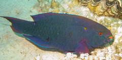 Swarthy Parrotfish