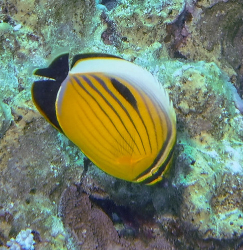 Exquisite Butterflyfish — seen at this dive site