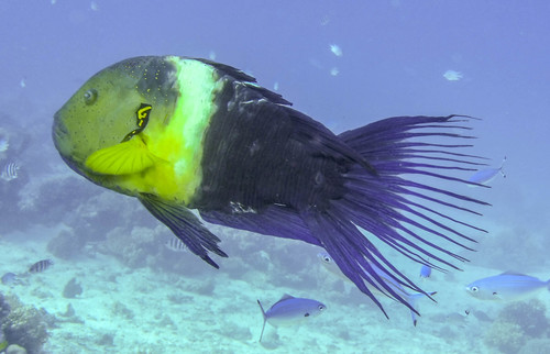 Broomtail Wrasse — seen at this dive site