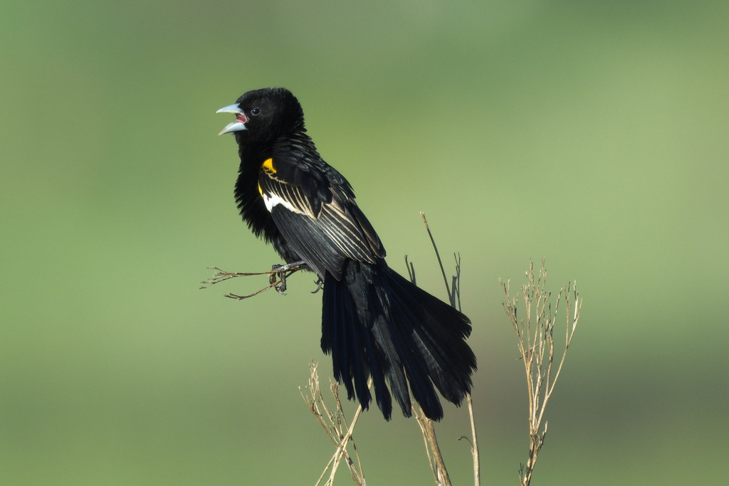 White-winged Widowbird (Euplectes albonotatus) photo