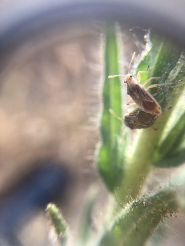 iNaturalist observation photo of Liorhyssus