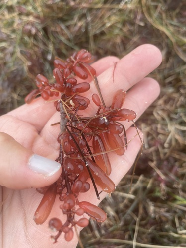 photo of Sea Grapes (Botryocladia pseudodichotoma)