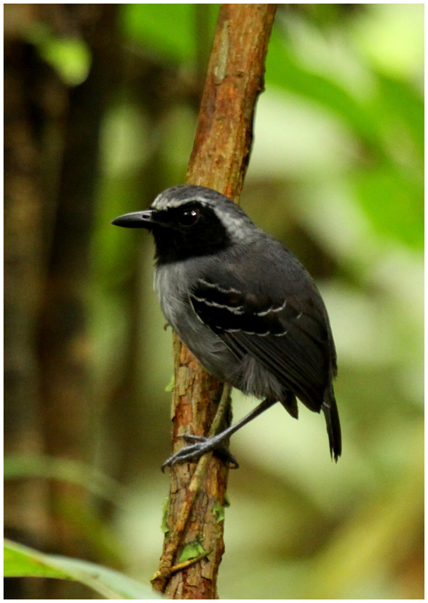Black-faced Antbird photo