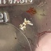 photo of Freckled Ancula (Ancula lentiginosa)