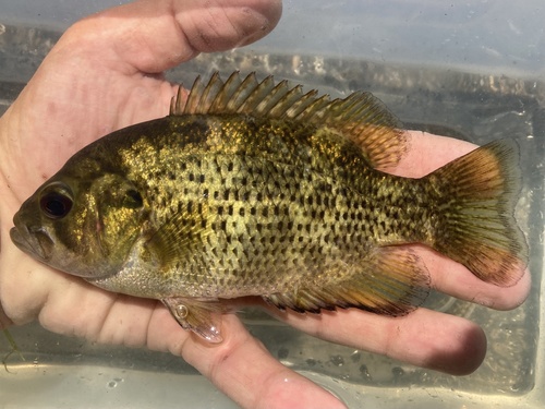 Rock Bass