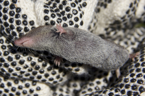 Least Shrew