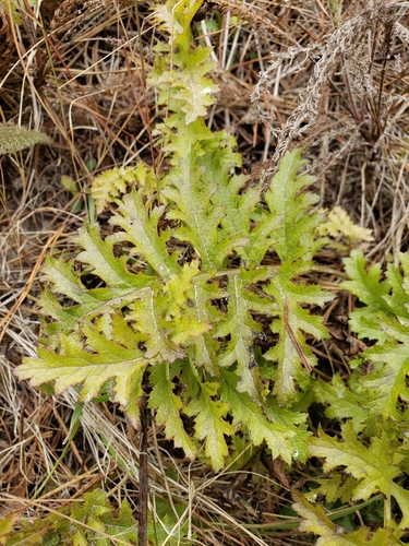 Indian Warrior foliage