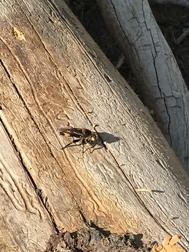 iNaturalist observation photo of Bee-mimic Robber Flies