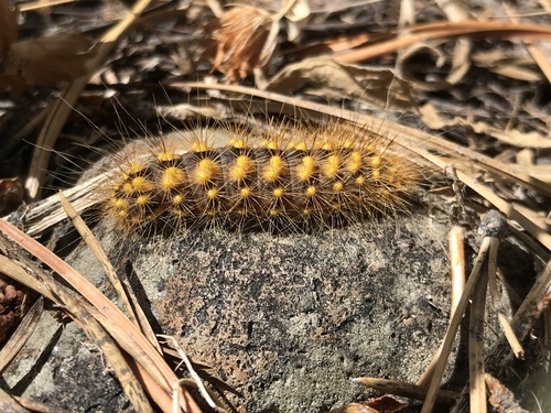 iNaturalist observation photo of Lupine Dagger