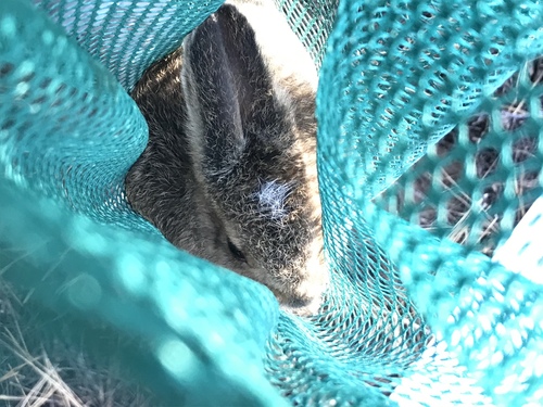 iNaturalist observation photo of Snowshoe Hare