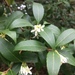 Burkwood Osmanthus - Photo (c) ajo, all rights reserved, uploaded by ajo