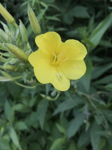 nodding evening primrose (Oenothera nutans)