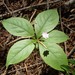 Western Starflower - Photo (c) James A. Holland, all rights reserved, uploaded by James A. Holland