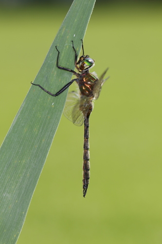 Yellow-spotted Emerald