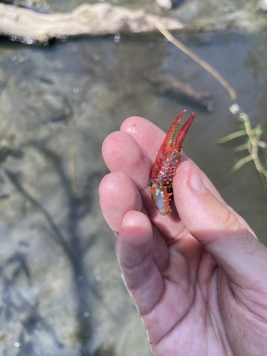photo of Red Swamp Crayfish (Procambarus clarkii)