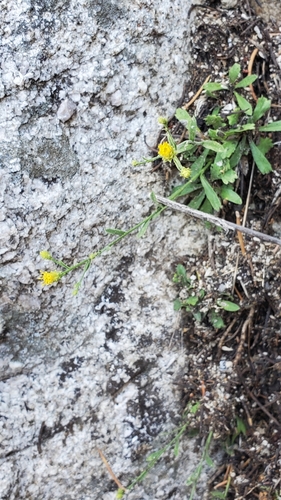 granite serpentweed (Tonestus graniticus)