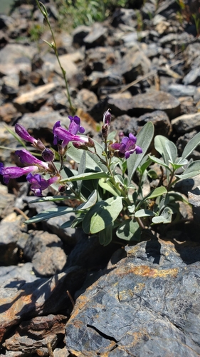 Tiehm's Beardtongue (Penstemon tiehmii)