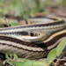 Texas Patch-nosed Snake - Photo (c) dannysanders, all rights reserved, uploaded by dannysanders