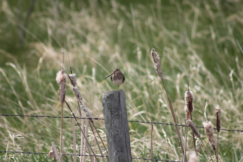 Wilson's Snipe