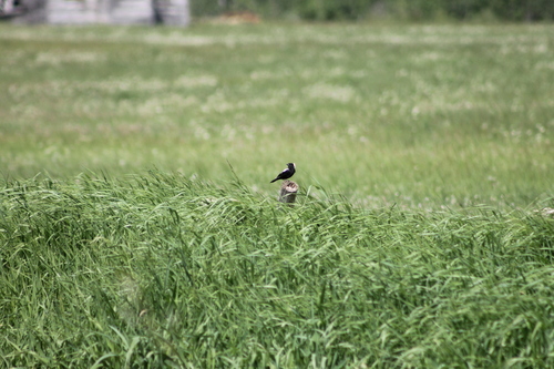 Bobolink