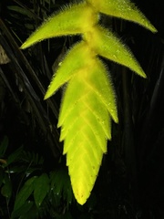 Heliconia xanthovillosa image
