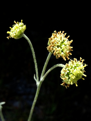 Mexican woollywhite (Hymenopappus mexicanus)
