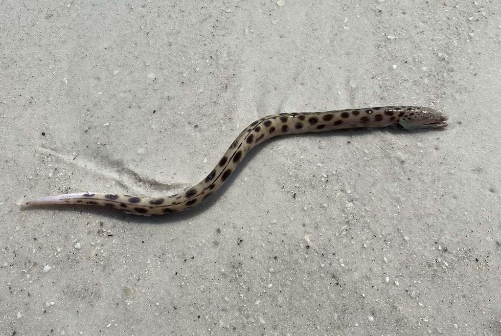 Spotted Spoon-nose Eel from Anna Maria Island, Holmes Beach, FL, US on ...