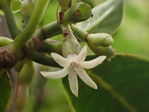 Psychotria hexandra H. Mann