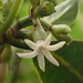 Woodland Wild Coffee - Photo (c) california_naturalist, all rights reserved, uploaded by california_naturalist