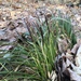 Carex picta - Photo (c) Brian Bowman, כל הזכויות שמורות, הועלה על ידי Brian Bowman