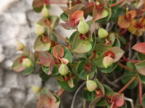Euphorbia hercegovina