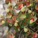 Euphorbia hercegovina - Photo (c) Marko Doboš, todos los derechos reservados, subido por Marko Doboš
