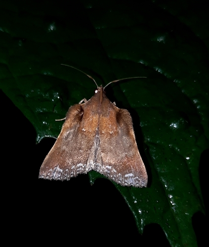 Argania pilosa