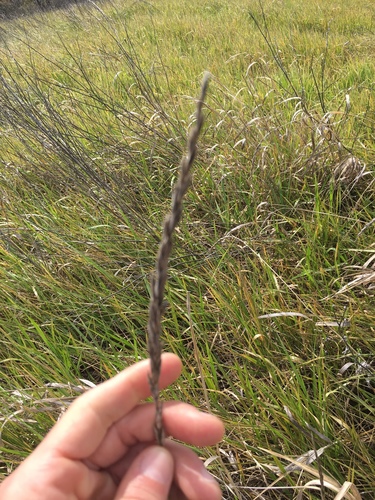 iNaturalist observation photo of blue wild rye