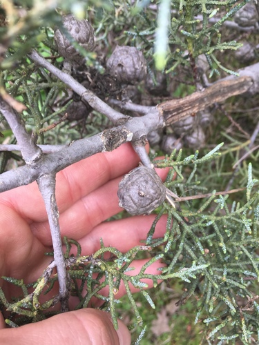 iNaturalist observation photo of western cypresses
