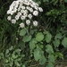 Laserpitium latifolium - Photo (c) paolapalazzolo, todos os direitos reservados, uploaded by paolapalazzolo