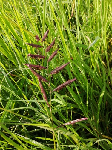 Paspalum mutabile