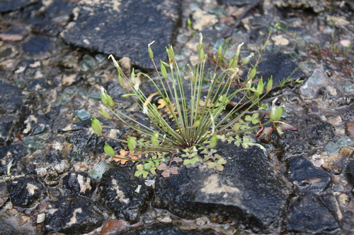 fleshyfruit gladecress (Leavenworthia crassa)
