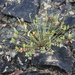 Leavenworthia crassa - Photo (c) J. Kevin England, todos los derechos reservados, subido por J. Kevin England