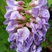Atlantic Wisteria - Photo (c) Travis Hudson, all rights reserved, uploaded by Travis Hudson