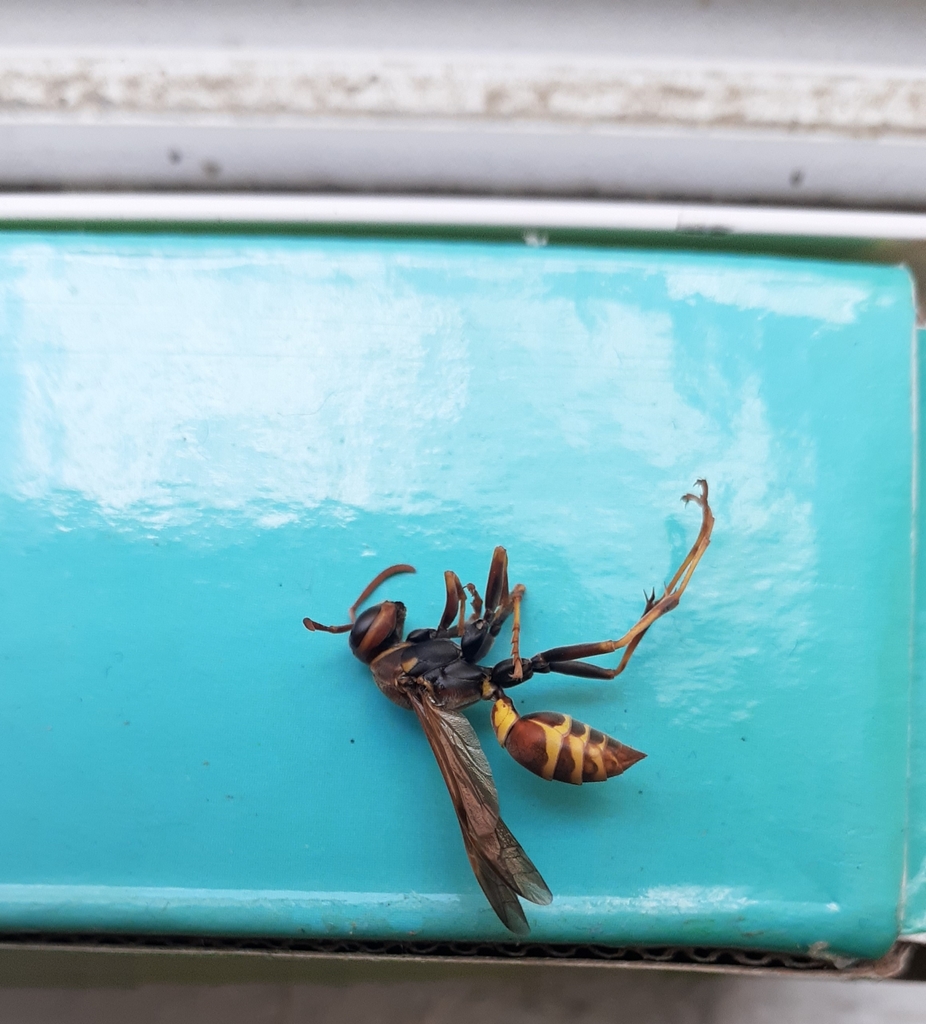 Hunter's Little Paper Wasp from Col del Sol, Poza Rica de Hidalgo, Ver ...