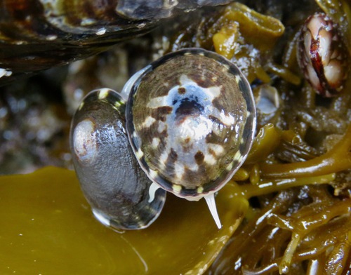 Shield Limpet