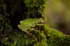 Thorny Spikethumb Frog photo 2