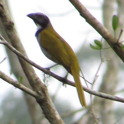 Black-headed Saltator